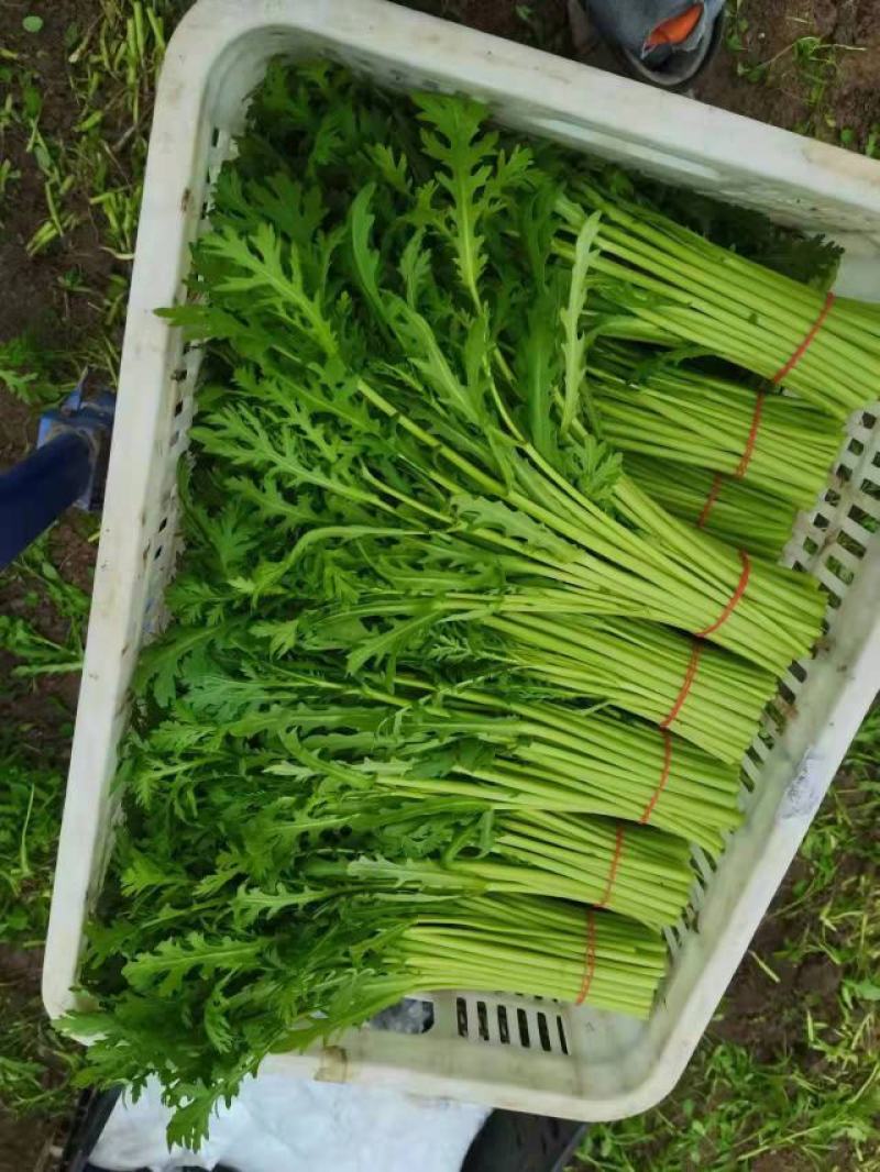 芹菜叶
