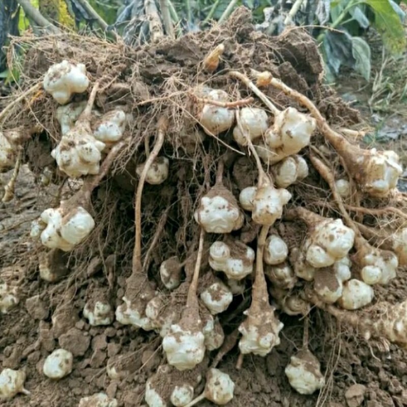 洋姜=鬼子姜基地直发欢迎联系品质保证