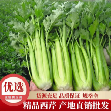 芹菜.甘肃定西西芹.毛芹、精品芹菜大量批发