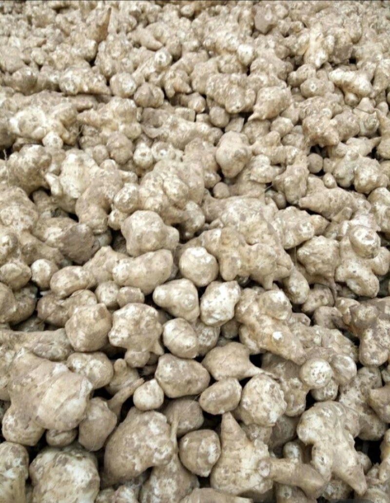 洋姜=鬼子姜基地直发欢迎联系品质保证