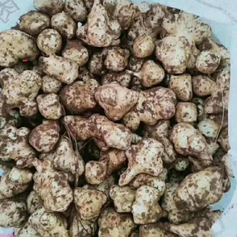 洋姜=鬼子姜基地直发欢迎联系品质保证