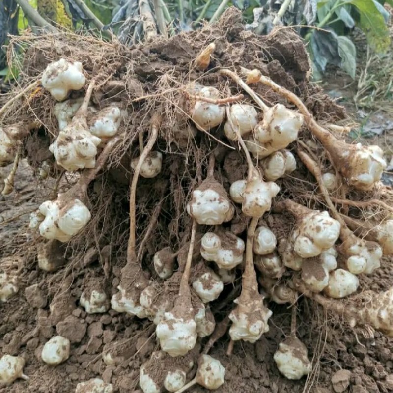 洋姜=鬼子姜基地直发欢迎联系品质保证