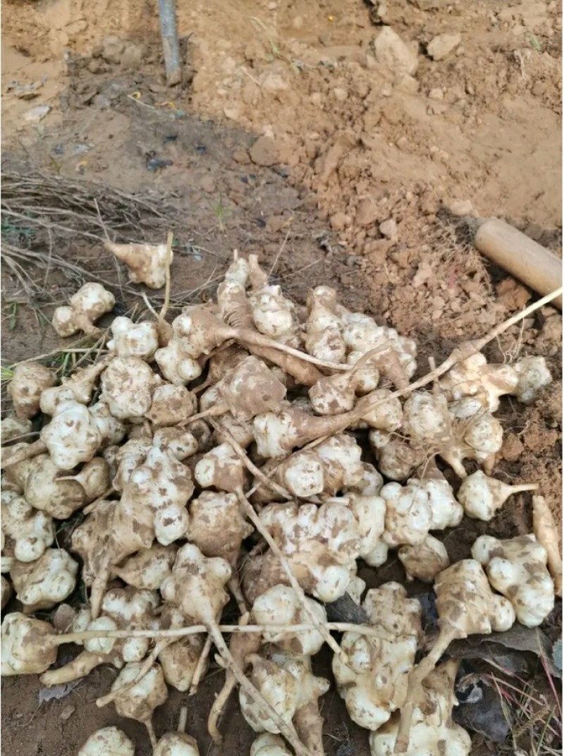 洋姜=鬼子姜基地直发欢迎联系品质保证
