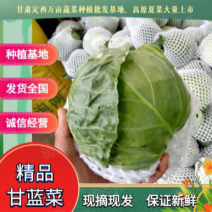 甘蓝类、定西甘蓝、精品甘蓝大量批发、全国代发