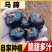 江西农家自种马蹄荸荠水果蔬菜淡水甜脆美味