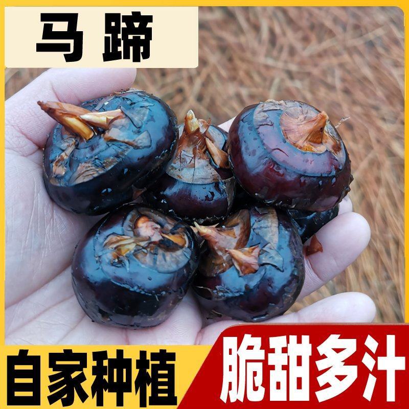江西农家自种马蹄荸荠水果蔬菜淡水甜脆美味