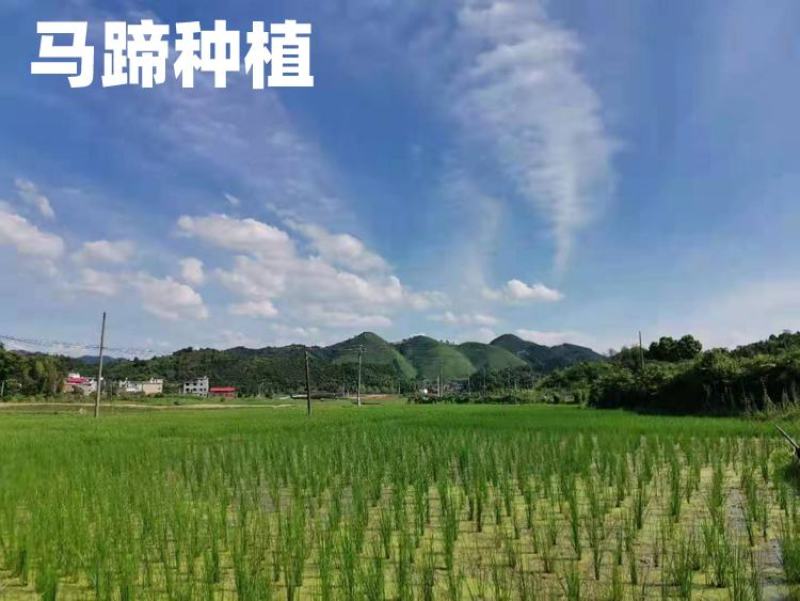 江西农家自种马蹄荸荠水果蔬菜淡水甜脆美味
