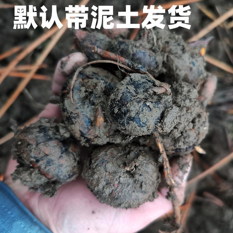 江西农家自种马蹄荸荠水果蔬菜淡水甜脆美味
