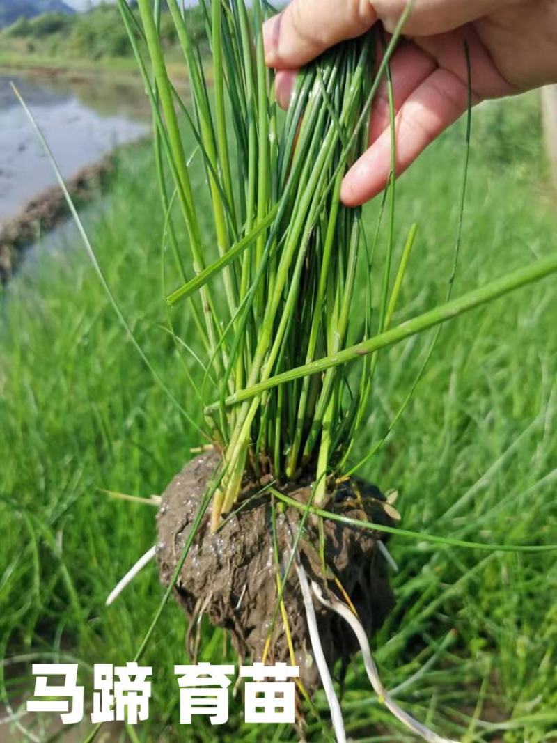 江西农家自种马蹄荸荠水果蔬菜淡水甜脆美味