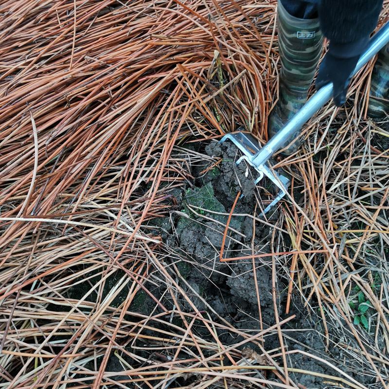 江西农家自种马蹄荸荠水果蔬菜淡水甜脆美味