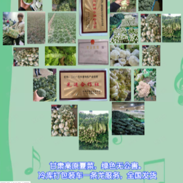 甘肃定西散花、定西青根散花、精品散花、正在装车发货