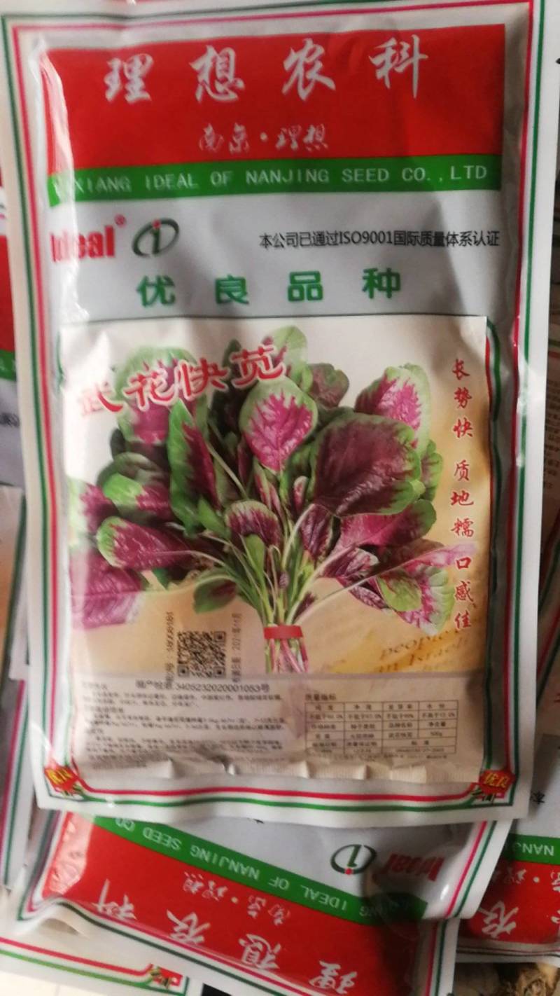 红圆叶苋菜，为边缘绿色，中部紫红色，软糯