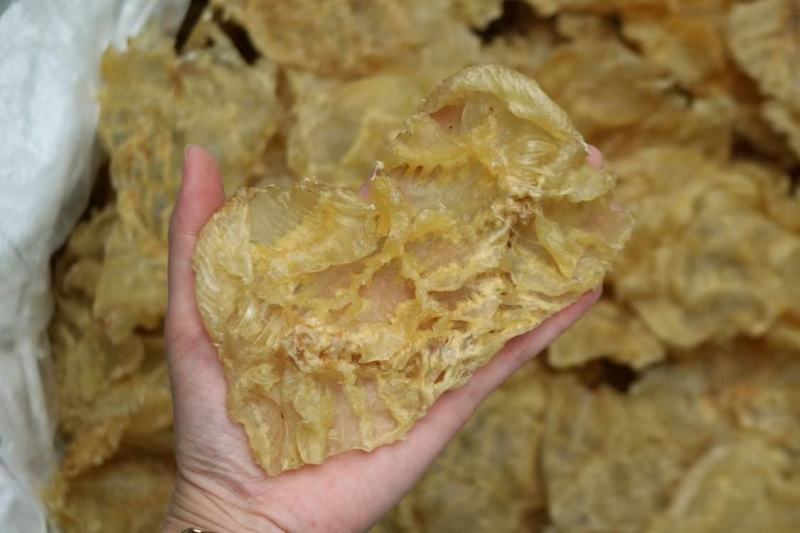 13头开边赤鱼肚鱼胶花胶干净没有油足干货整体清水有个别颜