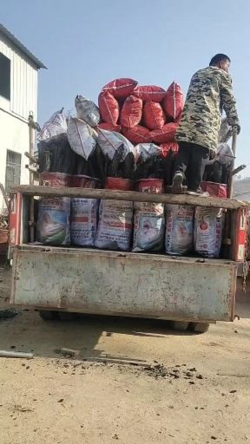 原产地纯栗木炭，无烟头，无杂柴。常年批发，量大从优！