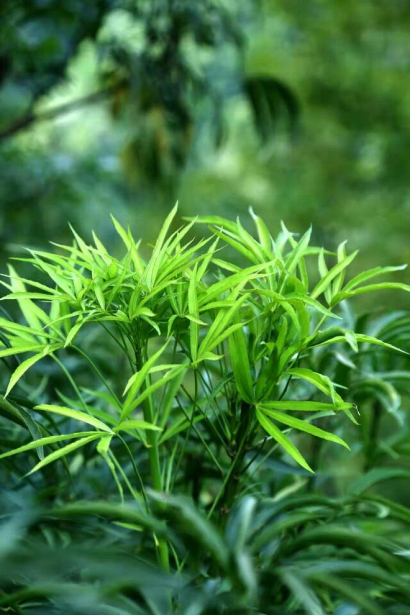 良旺茶