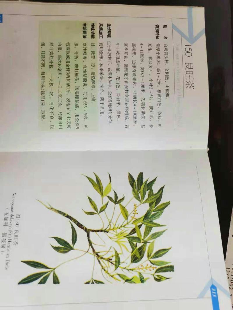 良旺茶