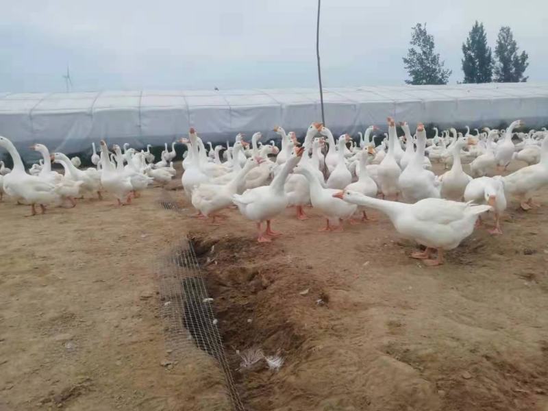 豫杰禽业孵化场~大三花鹅苗品种优良孵化场供货