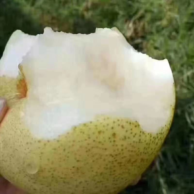 梨/砀山酥梨/筐装各种规格/果园现摘现发欢迎前来采购