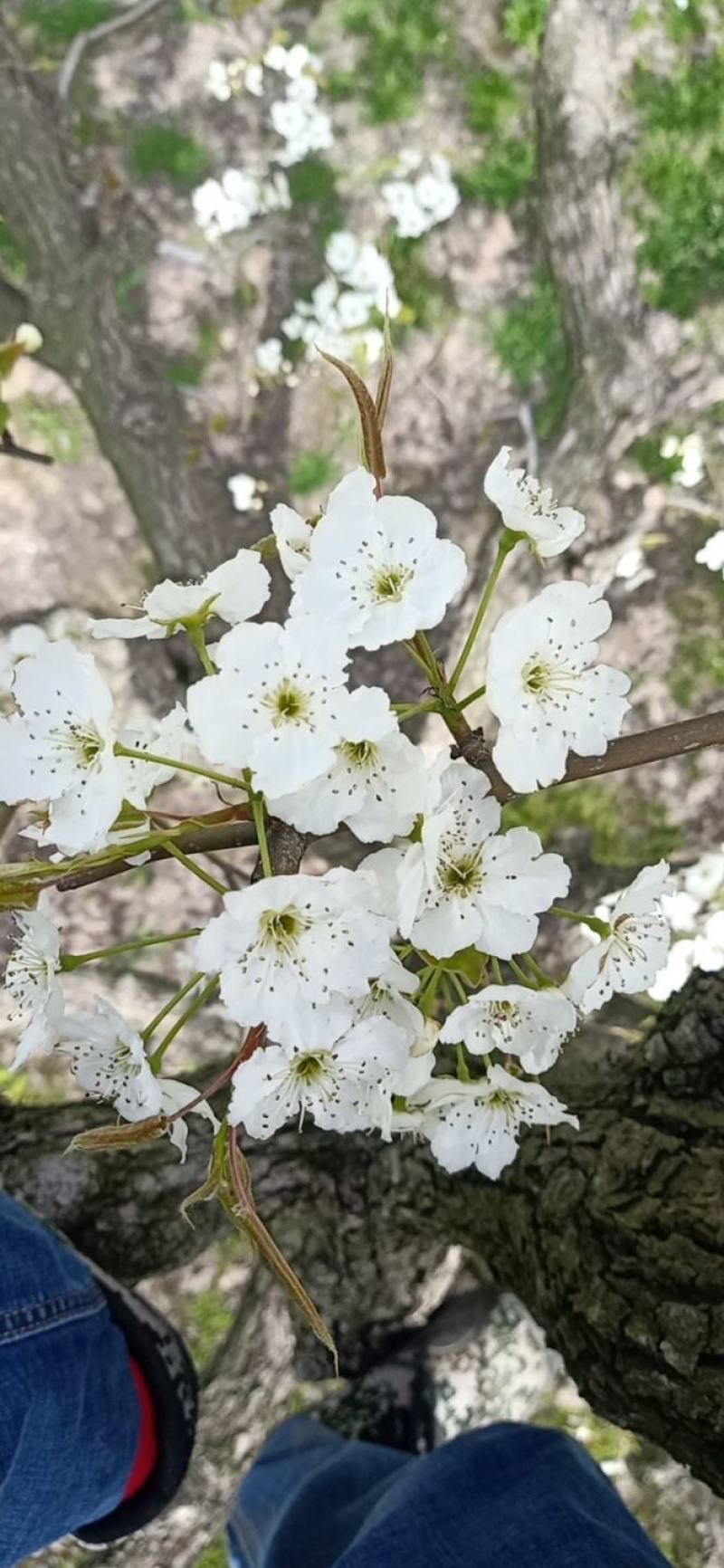 梨/砀山酥梨/筐装各种规格/果园现摘现发欢迎前来采购