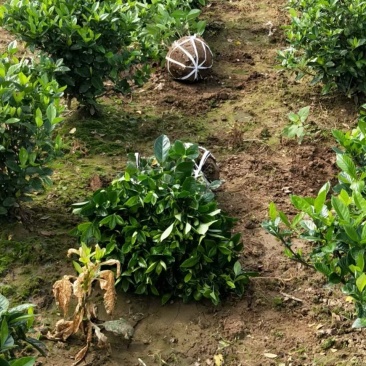 栀子花新农村建行道风景公园绿化植树造林占地用苗房地产绿化