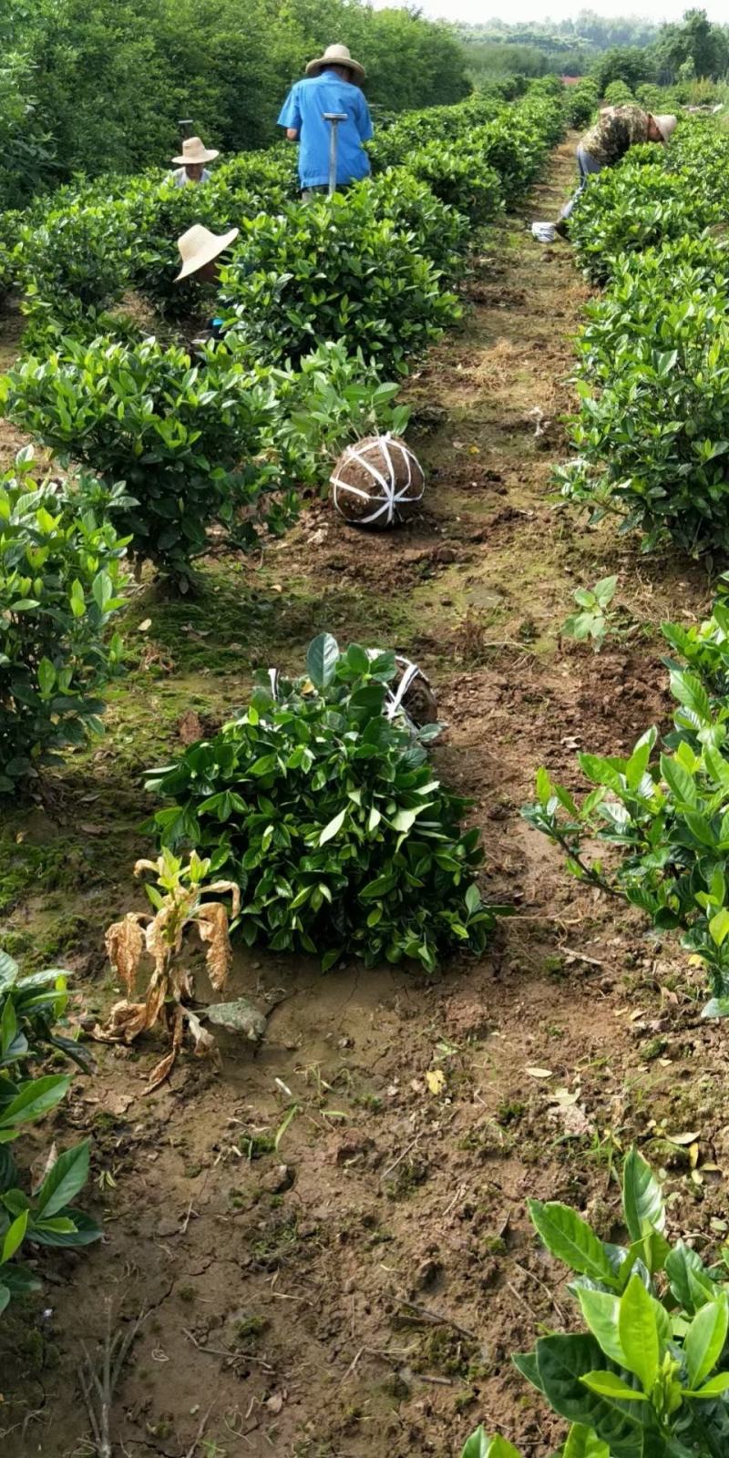 栀子花新农村建行道风景公园绿化植树造林占地用苗房地产绿化