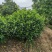 栀子花新农村建行道风景公园绿化植树造林占地用苗房地产绿化