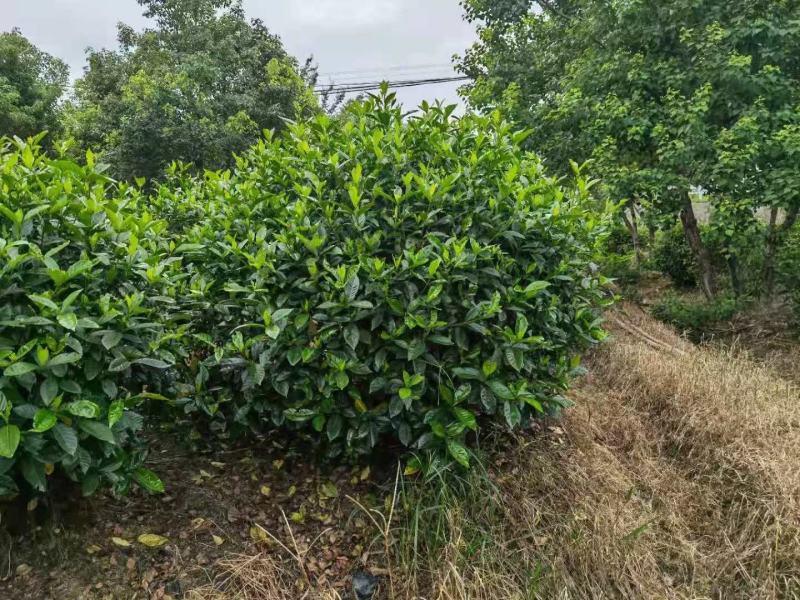 栀子花新农村建行道风景公园绿化植树造林占地用苗房地产绿化
