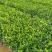 栀子花新农村建行道风景公园绿化植树造林占地用苗房地产绿化