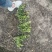 栀子花新农村建行道风景公园绿化植树造林占地用苗房地产绿化