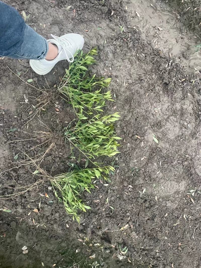 栀子花新农村建行道风景公园绿化植树造林占地用苗房地产绿化