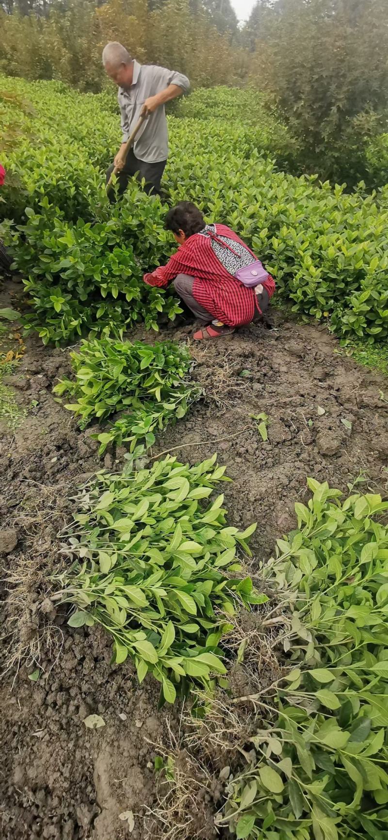 栀子花新农村建行道风景公园绿化植树造林占地用苗房地产绿化