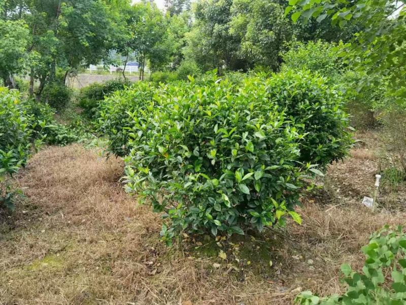 栀子花新农村建行道风景公园绿化植树造林占地用苗房地产绿化