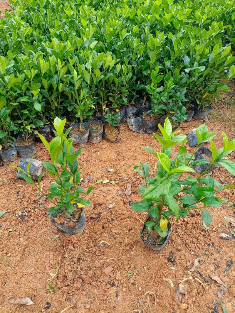 栀子花新农村建行道风景公园绿化植树造林占地用苗房地产绿化