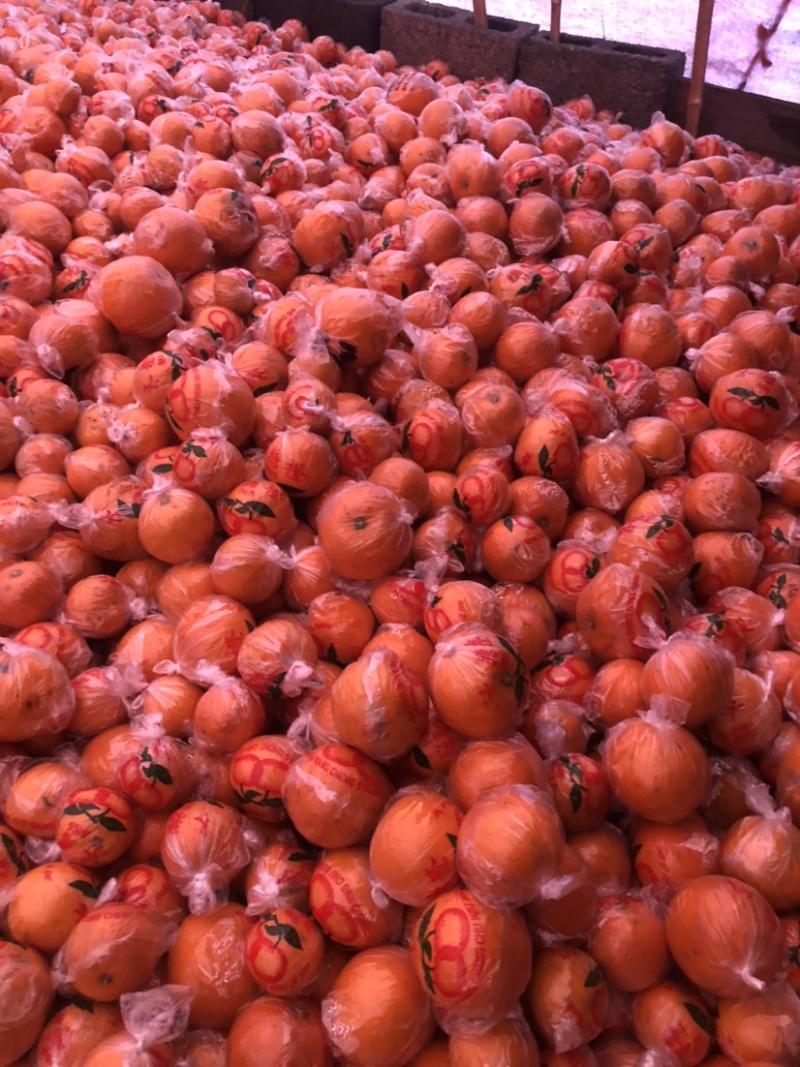 怀化市麻阳冰糖橙橘子🍊品质保证全国各地都可以