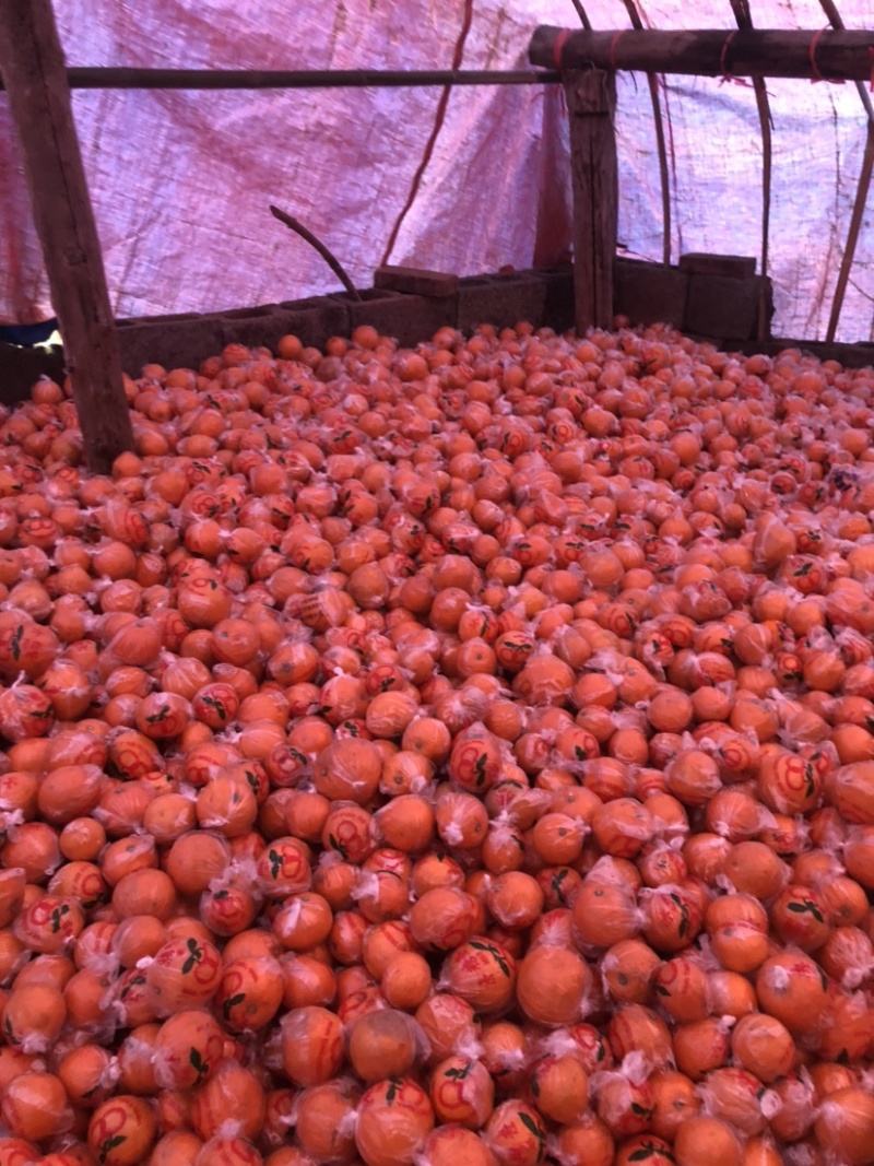 怀化市麻阳冰糖橙橘子🍊品质保证全国各地都可以