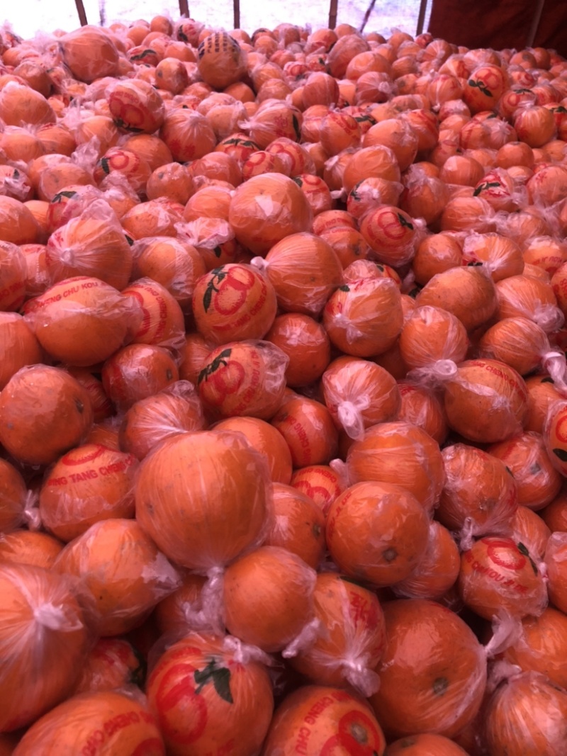怀化市麻阳冰糖橙橘子🍊品质保证全国各地都可以
