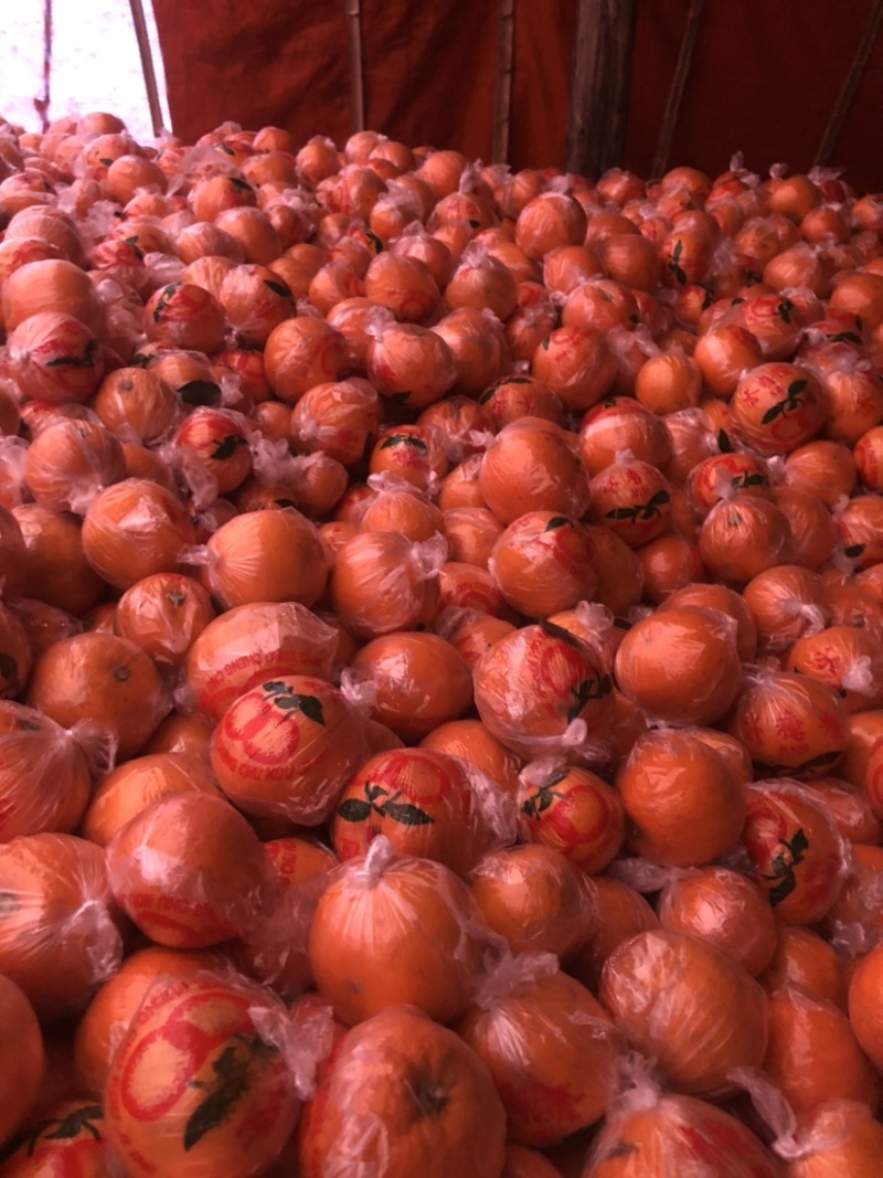 怀化市麻阳冰糖橙橘子🍊品质保证全国各地都可以