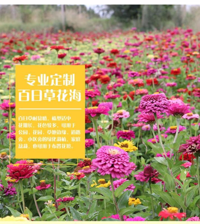 百日草花种子混色百日菊易活花籽四季开花室外庭院阳台步步高