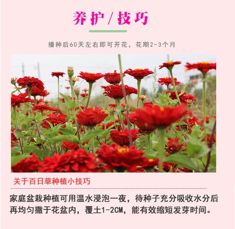 百日草花种子混色百日菊易活花籽四季开花室外庭院阳台步步高