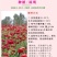 百日草花种子混色百日菊易活花籽四季开花室外庭院阳台步步高