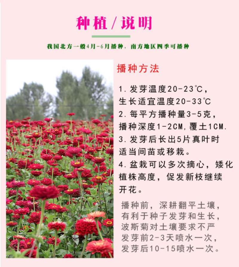百日草花种子混色百日菊易活花籽四季开花室外庭院阳台步步高