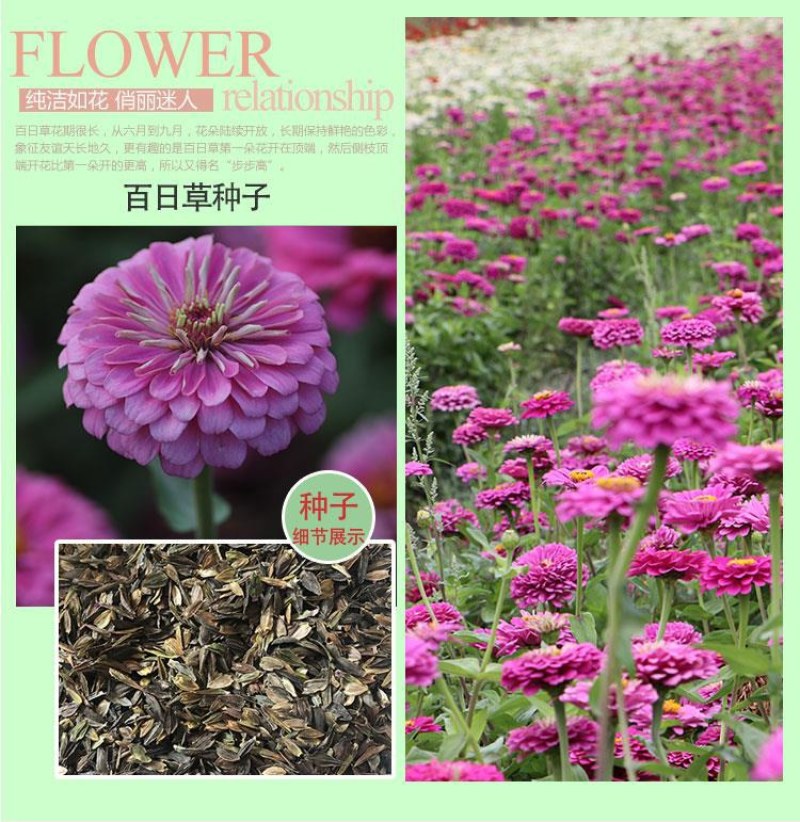 百日草花种子混色百日菊易活花籽四季开花室外庭院阳台步步高