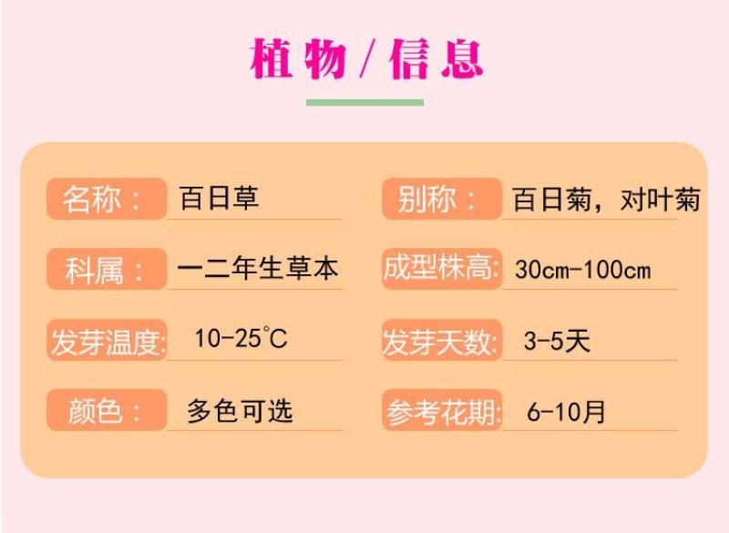百日草花种子混色百日菊易活花籽四季开花室外庭院阳台步步高