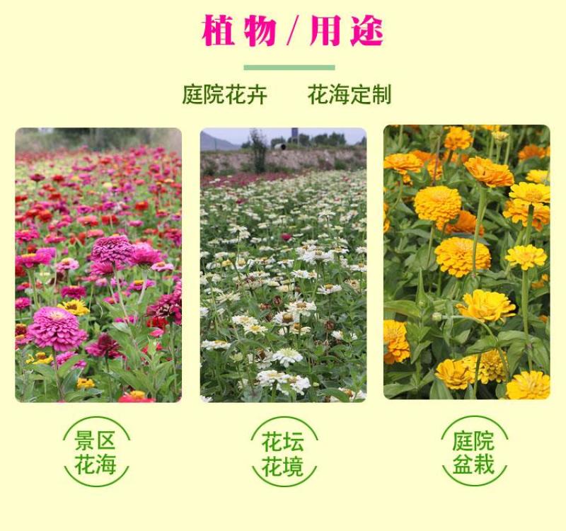 百日草花种子混色百日菊易活花籽四季开花室外庭院阳台步步高