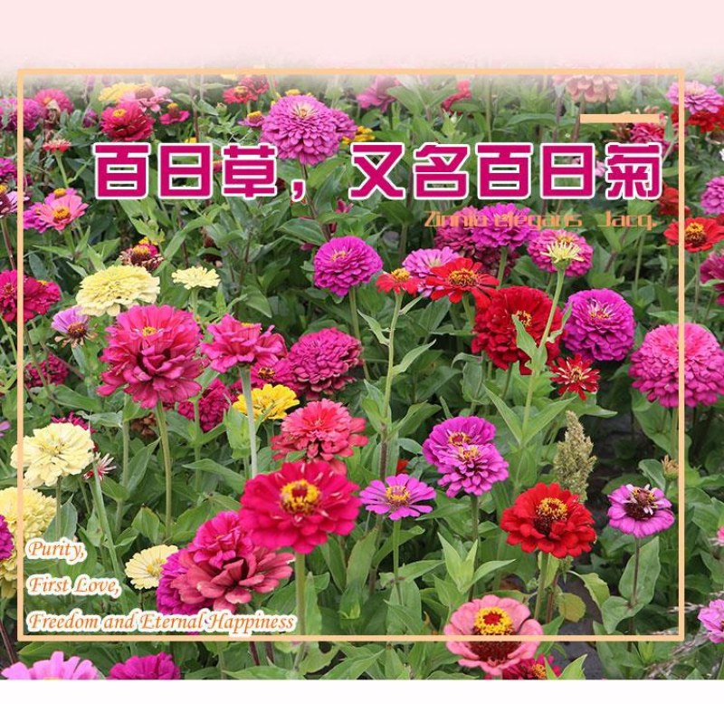 百日草花种子混色百日菊易活花籽四季开花室外庭院阳台步步高