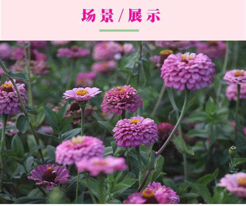 百日草花种子混色百日菊易活花籽四季开花室外庭院阳台步步高