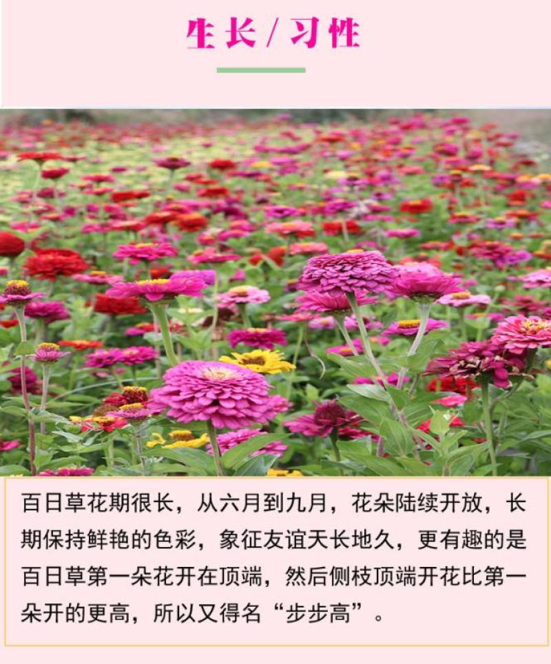 百日草花种子混色百日菊易活花籽四季开花室外庭院阳台步步高