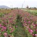 百日草花种子混色百日菊易活花籽四季开花室外庭院阳台步步高