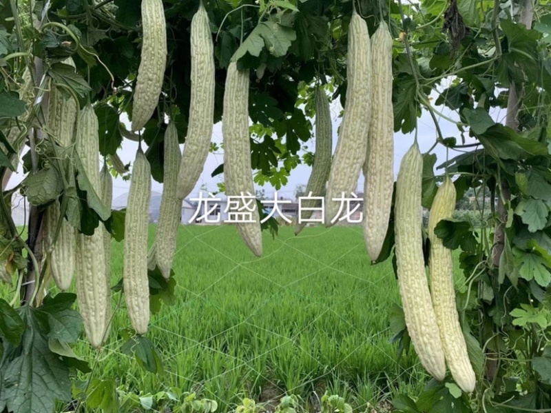 专业育种基地选用苦瓜种子龙盛长白苦瓜种子皮大白苦瓜