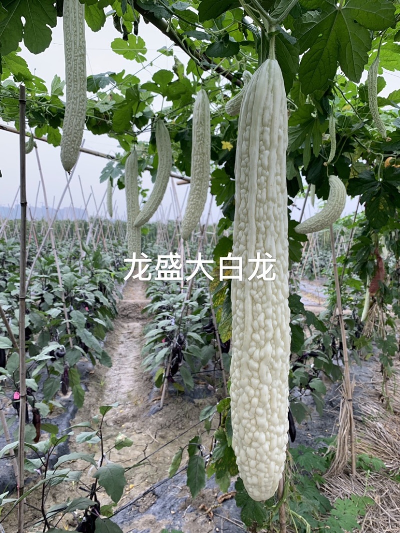 专业育种基地选用苦瓜种子龙盛长白苦瓜种子皮大白苦瓜